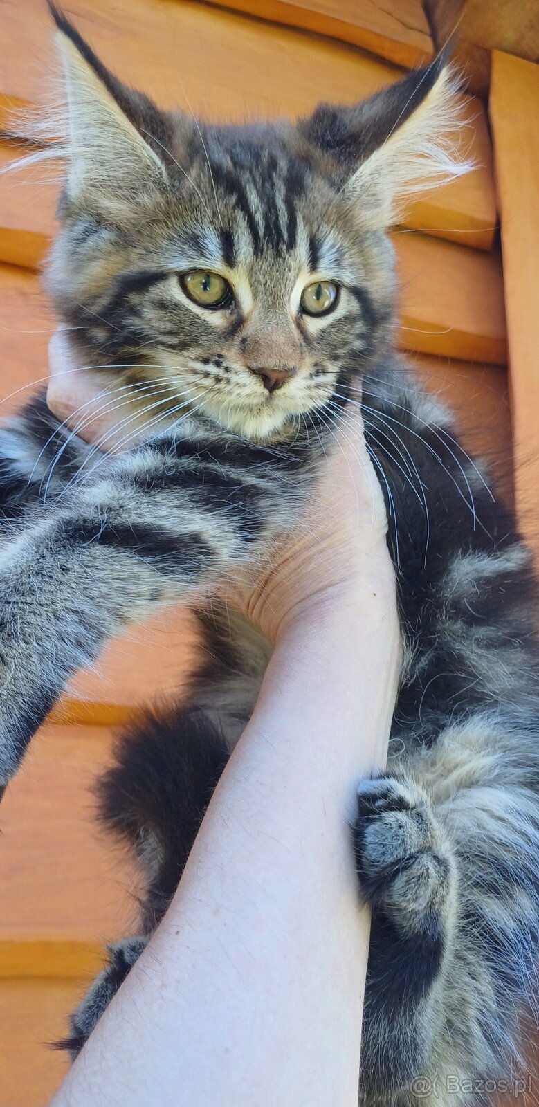Maine Coon kotka rodowód fpl