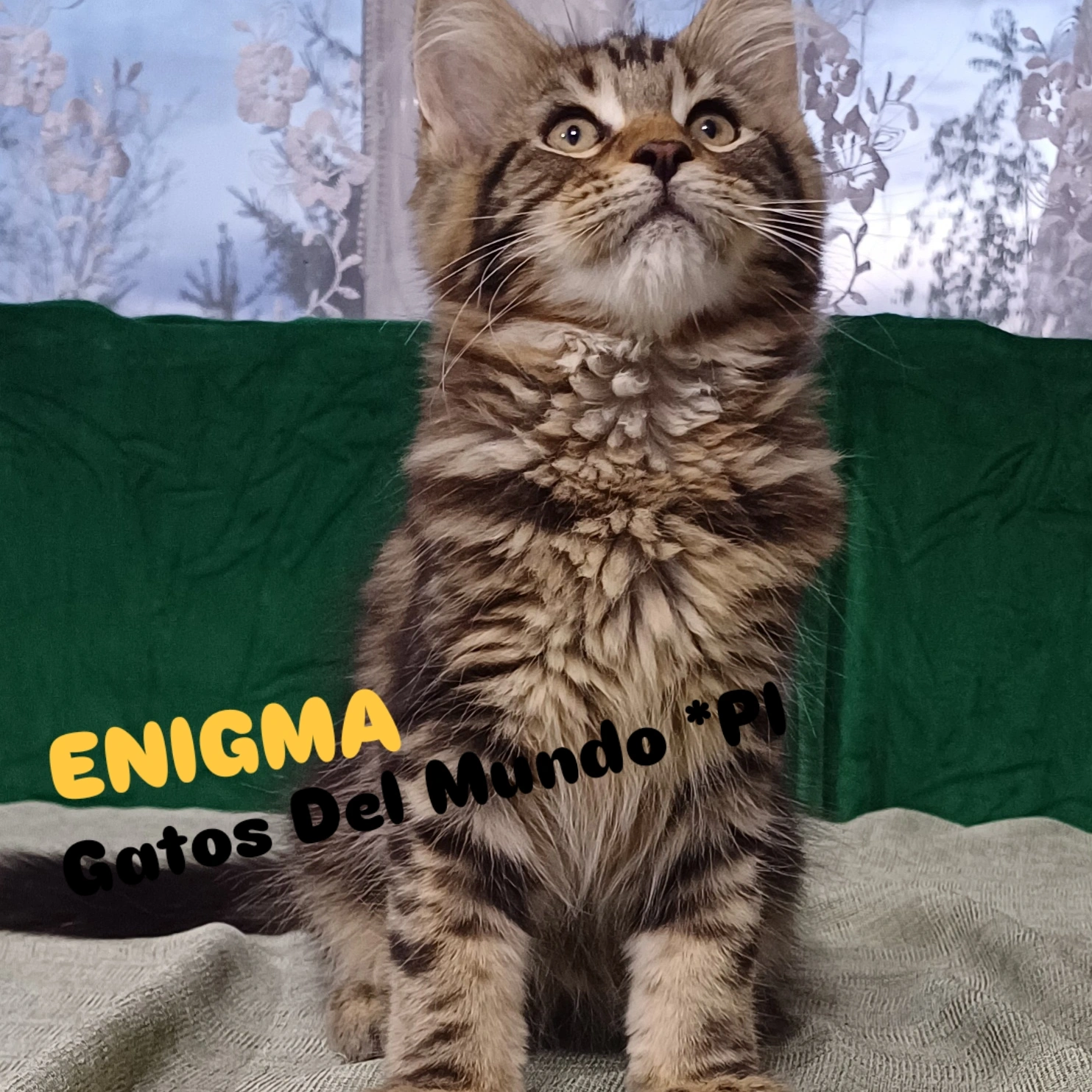 Maine Coon kotka rodowód fpl