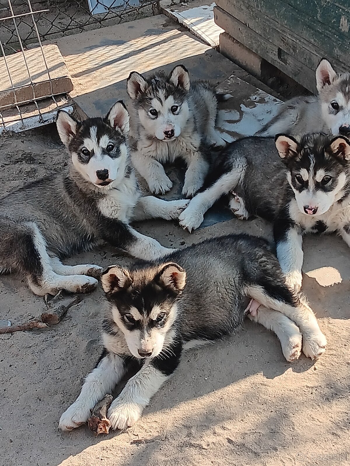 Alaskan malamute szczenięta
