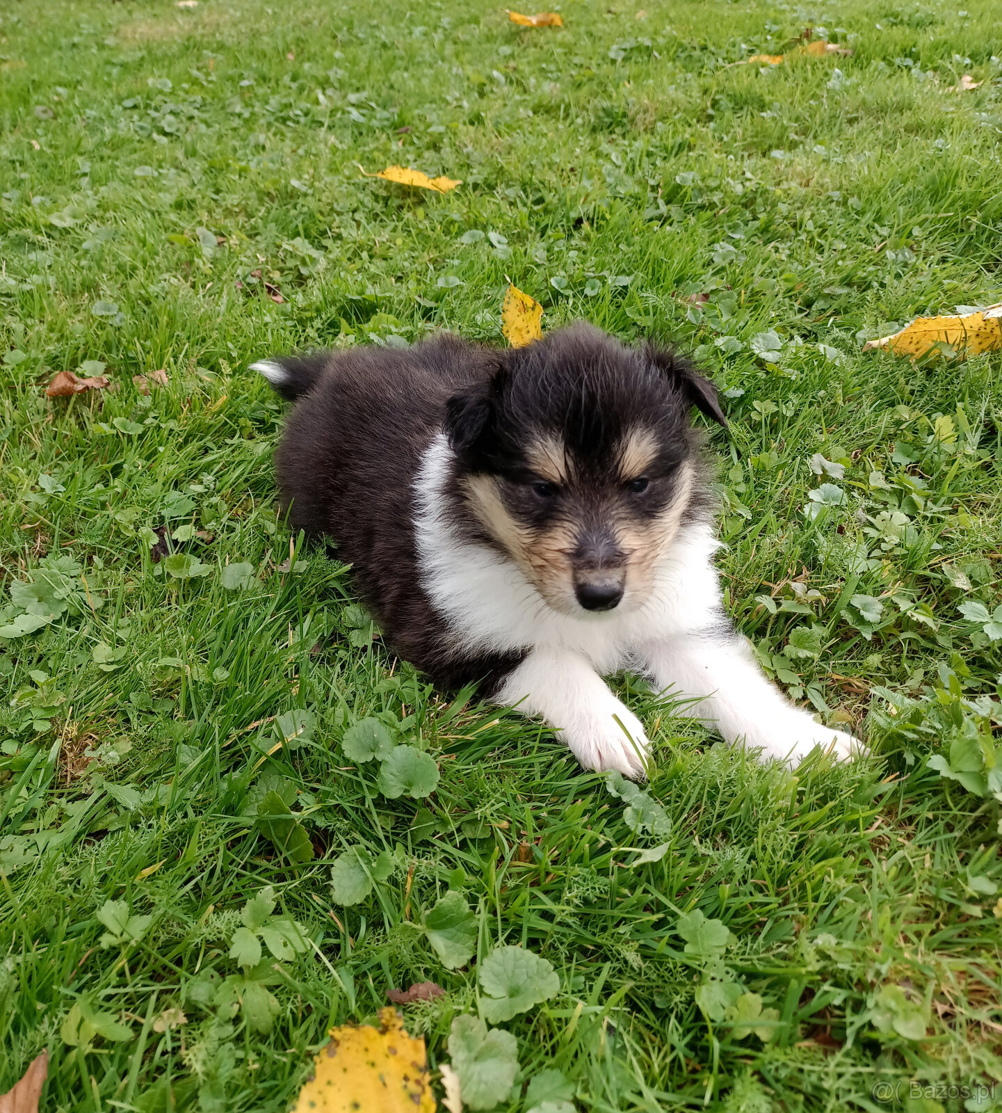 Owczarek szkocki długowłosy FCI Collie Rough