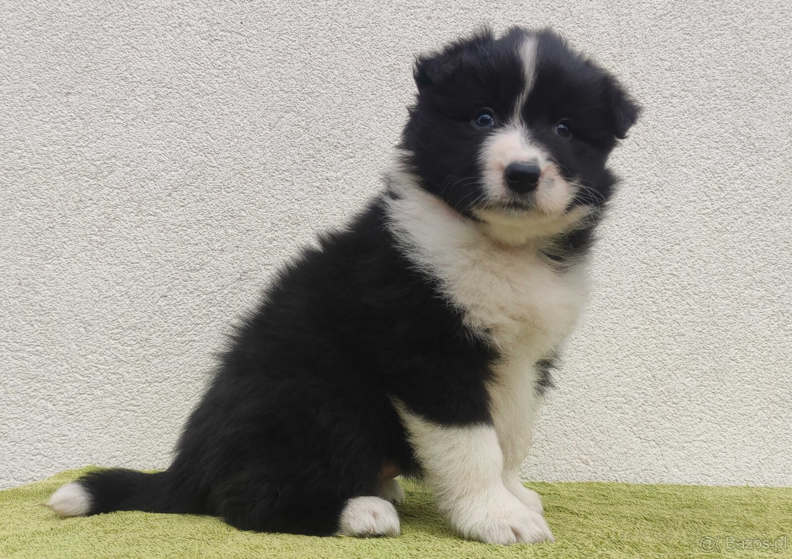 PIĘKNA Suczka BORDER COLLIE z Hodowli - Rasowa z pełną dok.