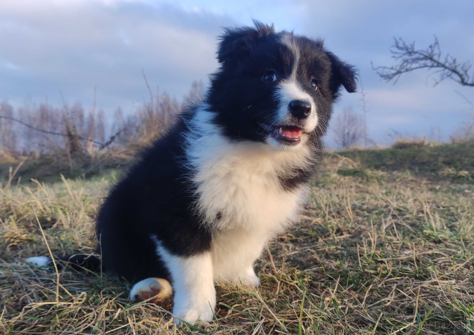PIĘKNA Suczka BORDER COLLIE z Hodowli - Rasowa z pełną dok.