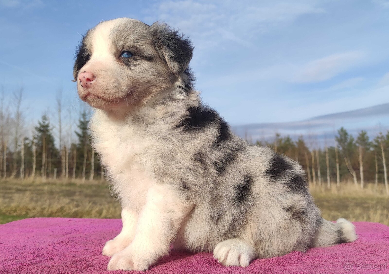 Szczenię BORDER COLLIE z Hodowli - Rasowy pies z pełną dok.