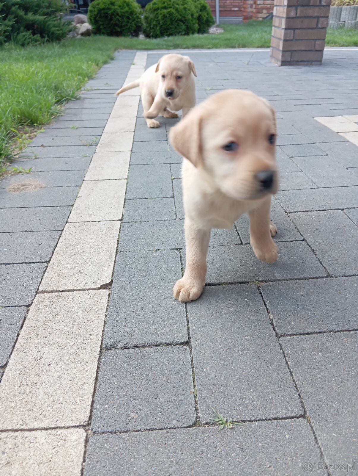 Labrador retriever