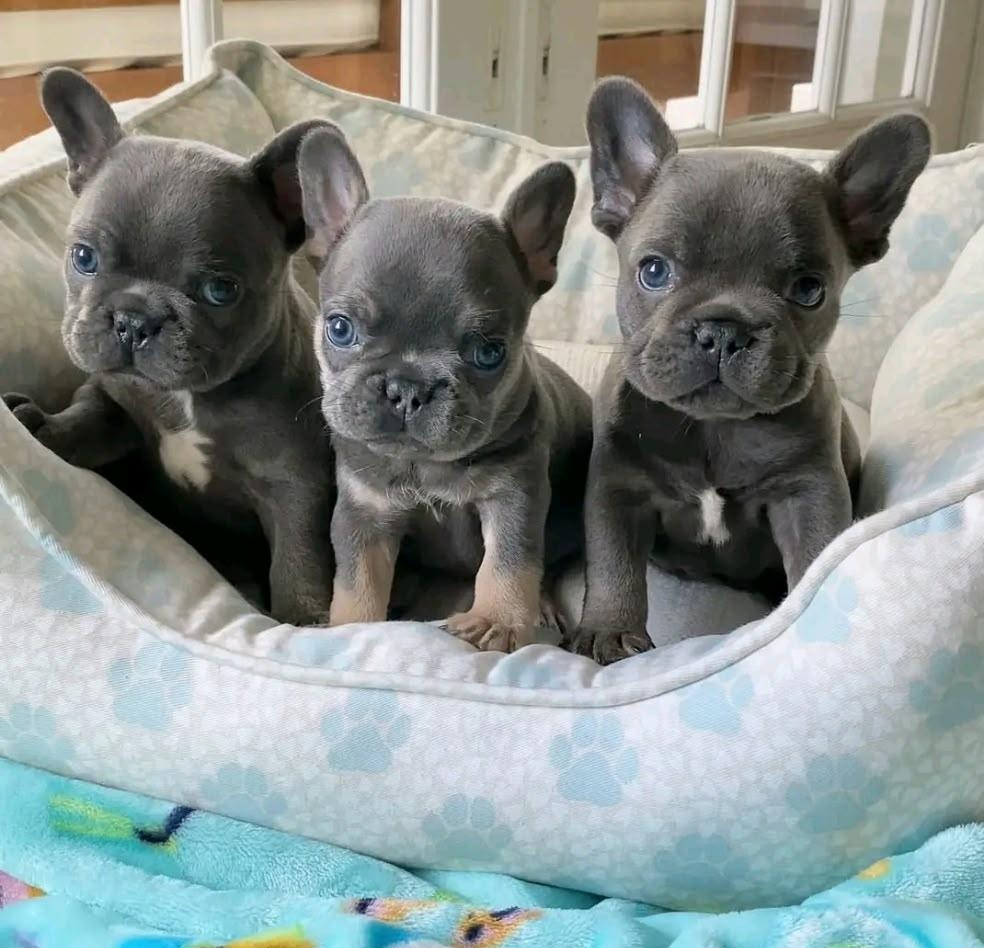 Szczenięta buldoga francuskiego do adopcji.