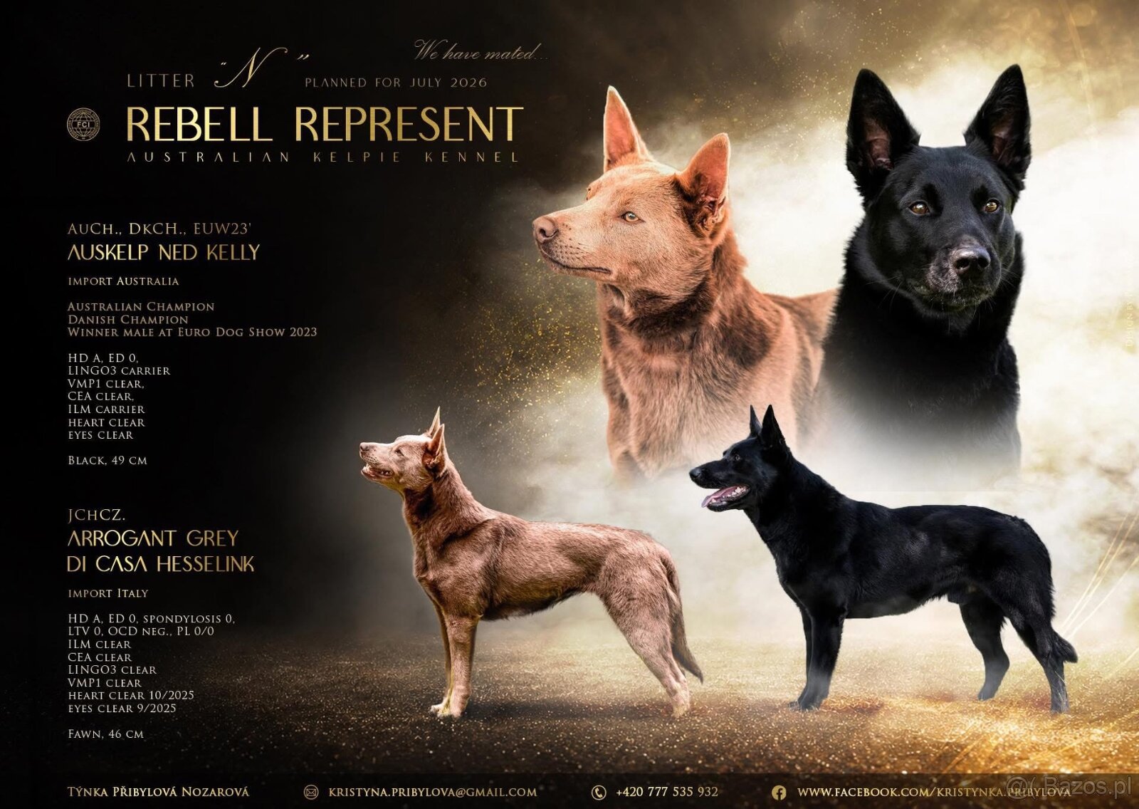Australian kelpie