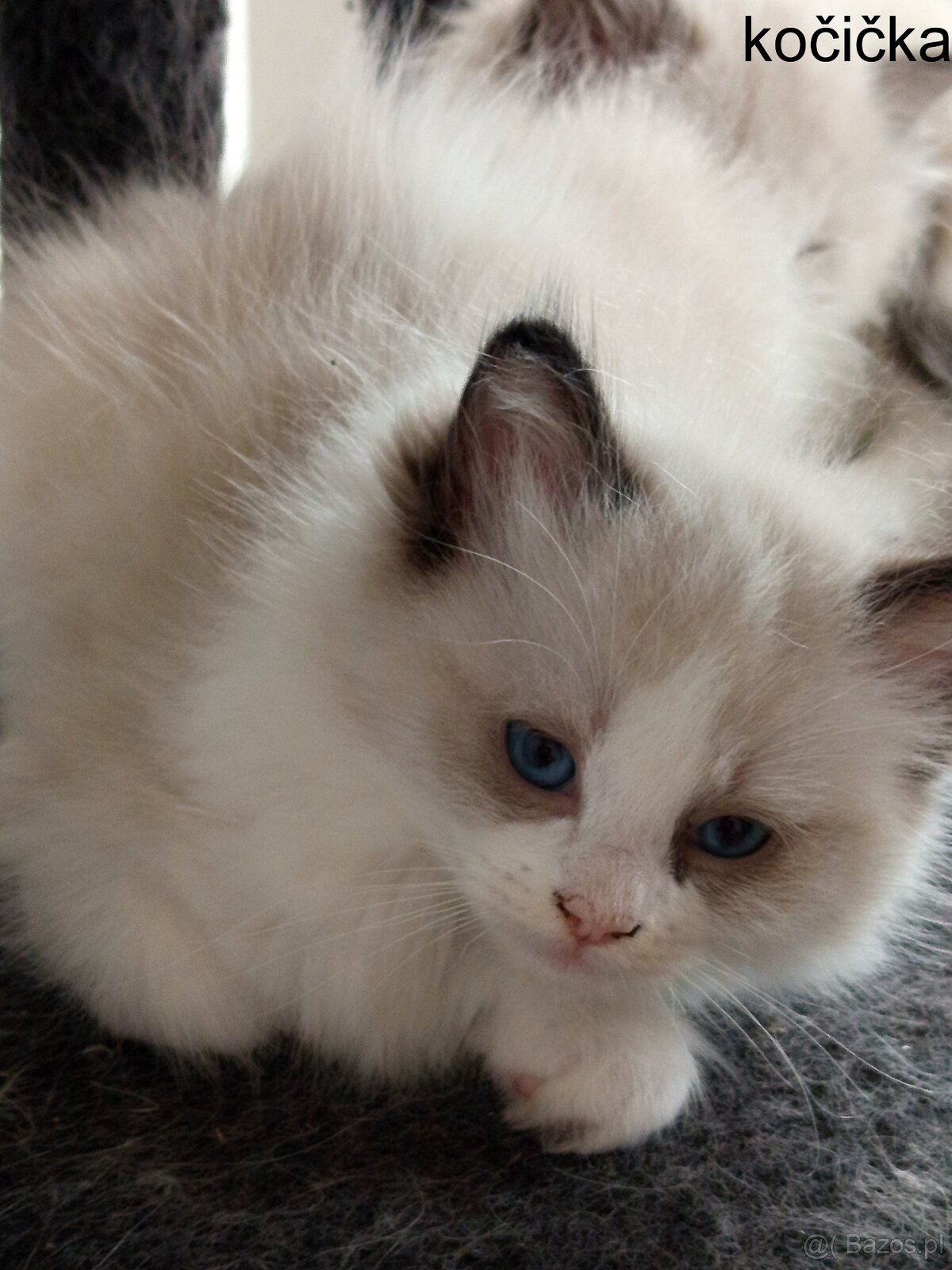 Ragdoll koťátka