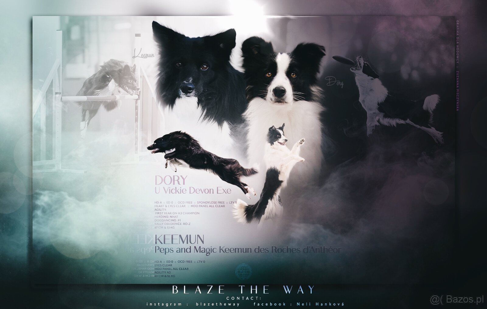 Border collie z rodowodem