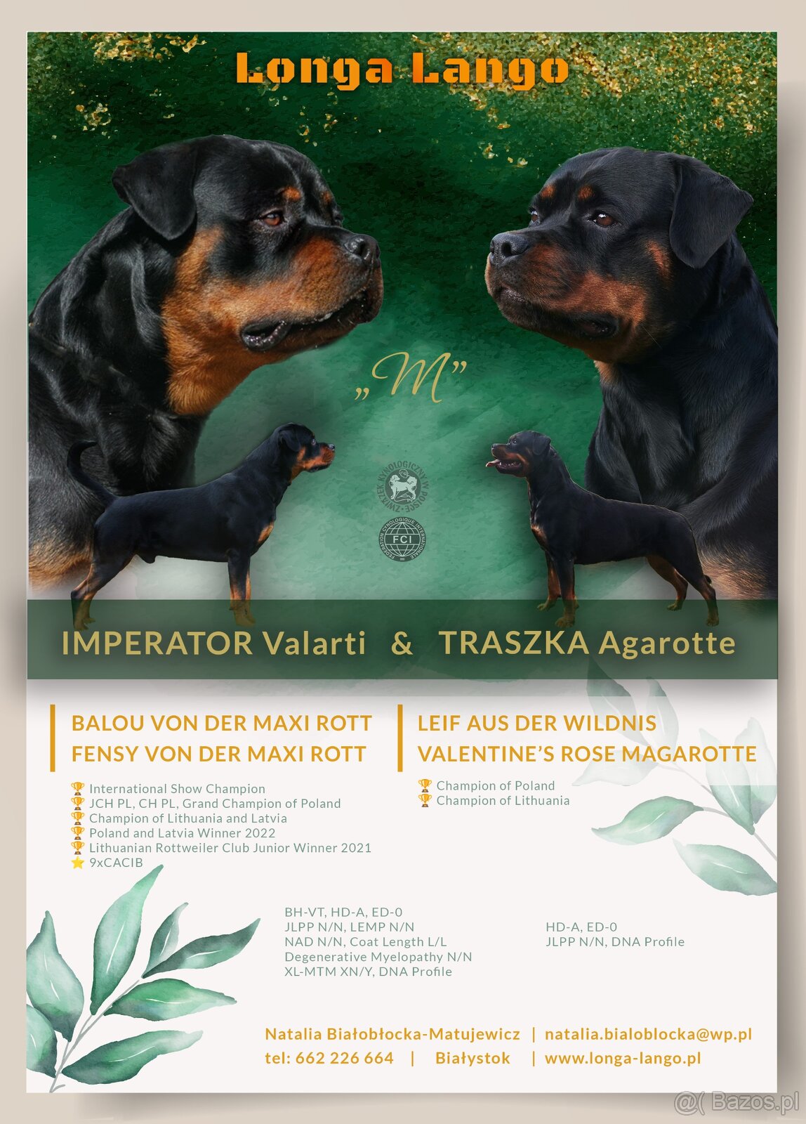 Rottweiler FCI ZKwP Białystok szczenięta szczeniak
