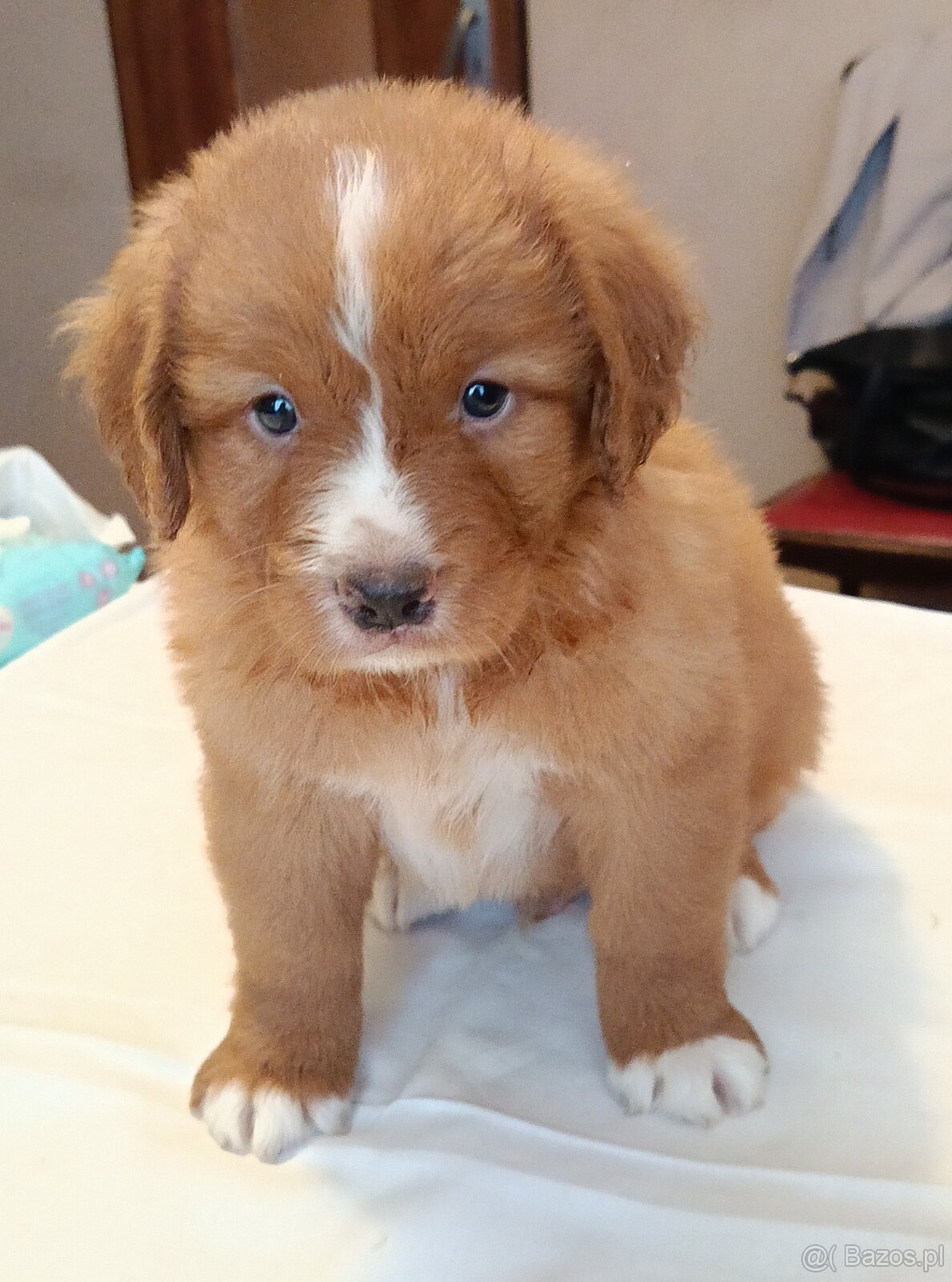 Nova Scotia Duck Tolling Retriever - szczeniaki