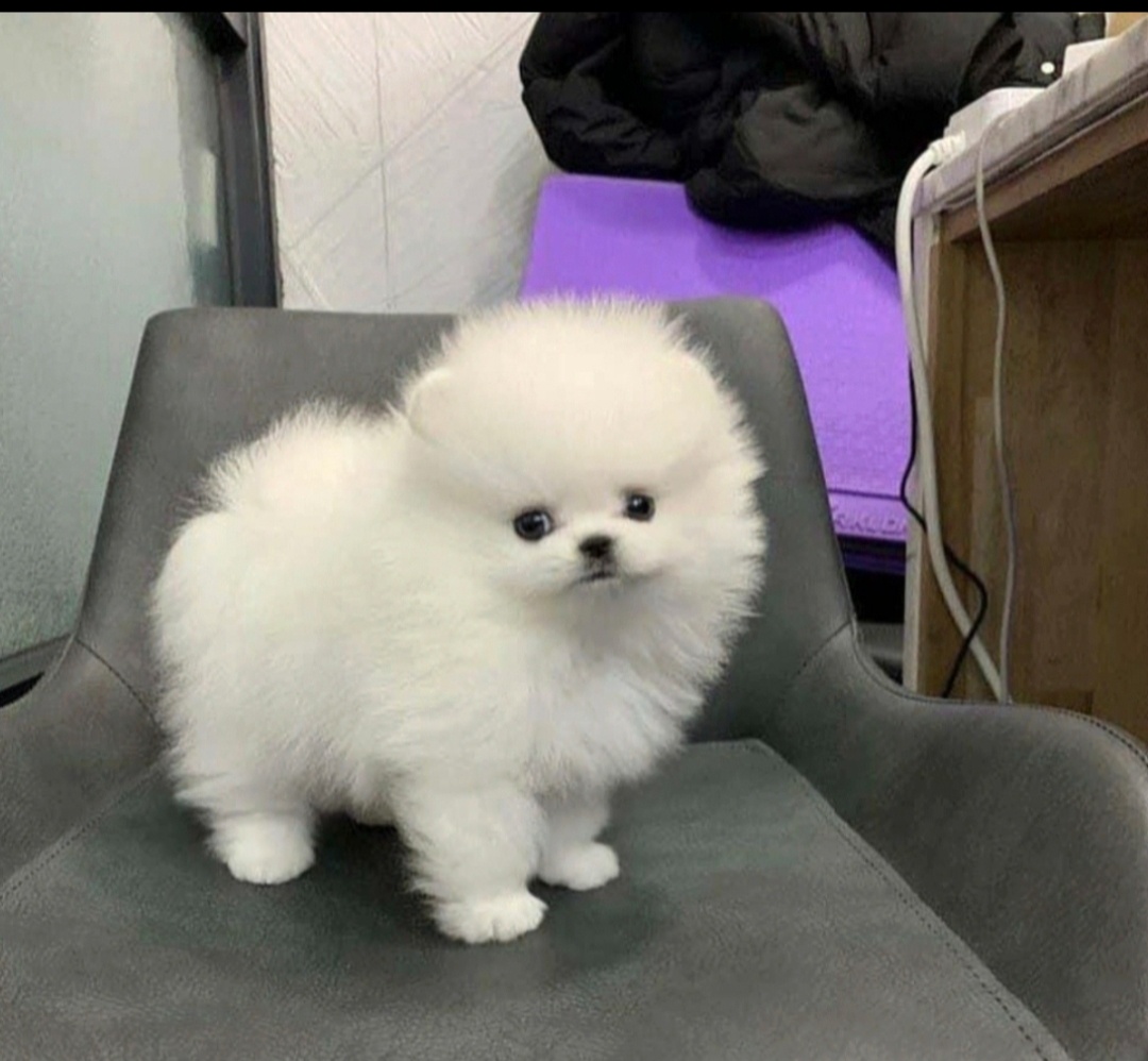 Szczenięta pomeraniana potrzebują domu.