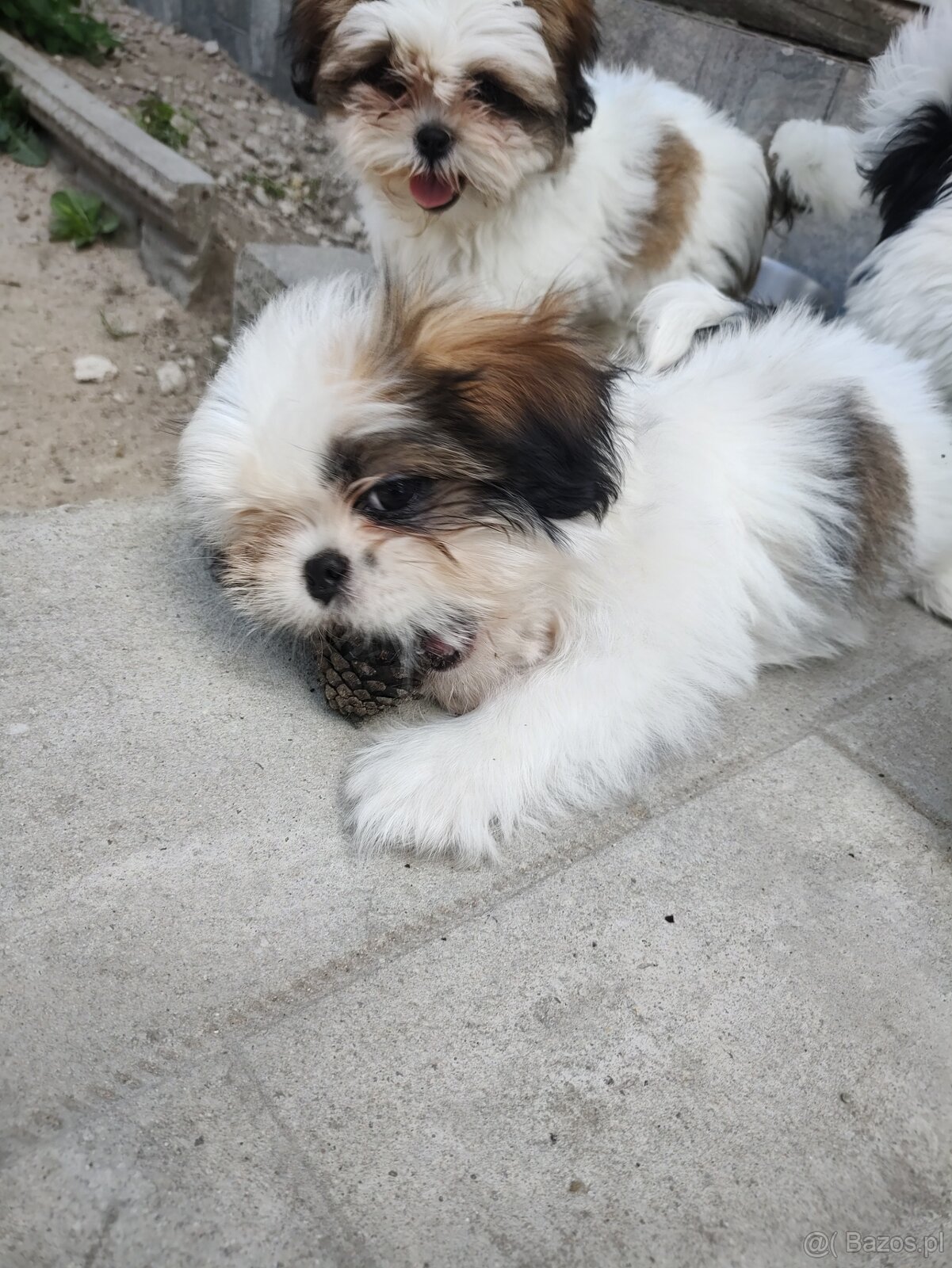 Suczka mieszaniec pekinczyk -shih tzu
