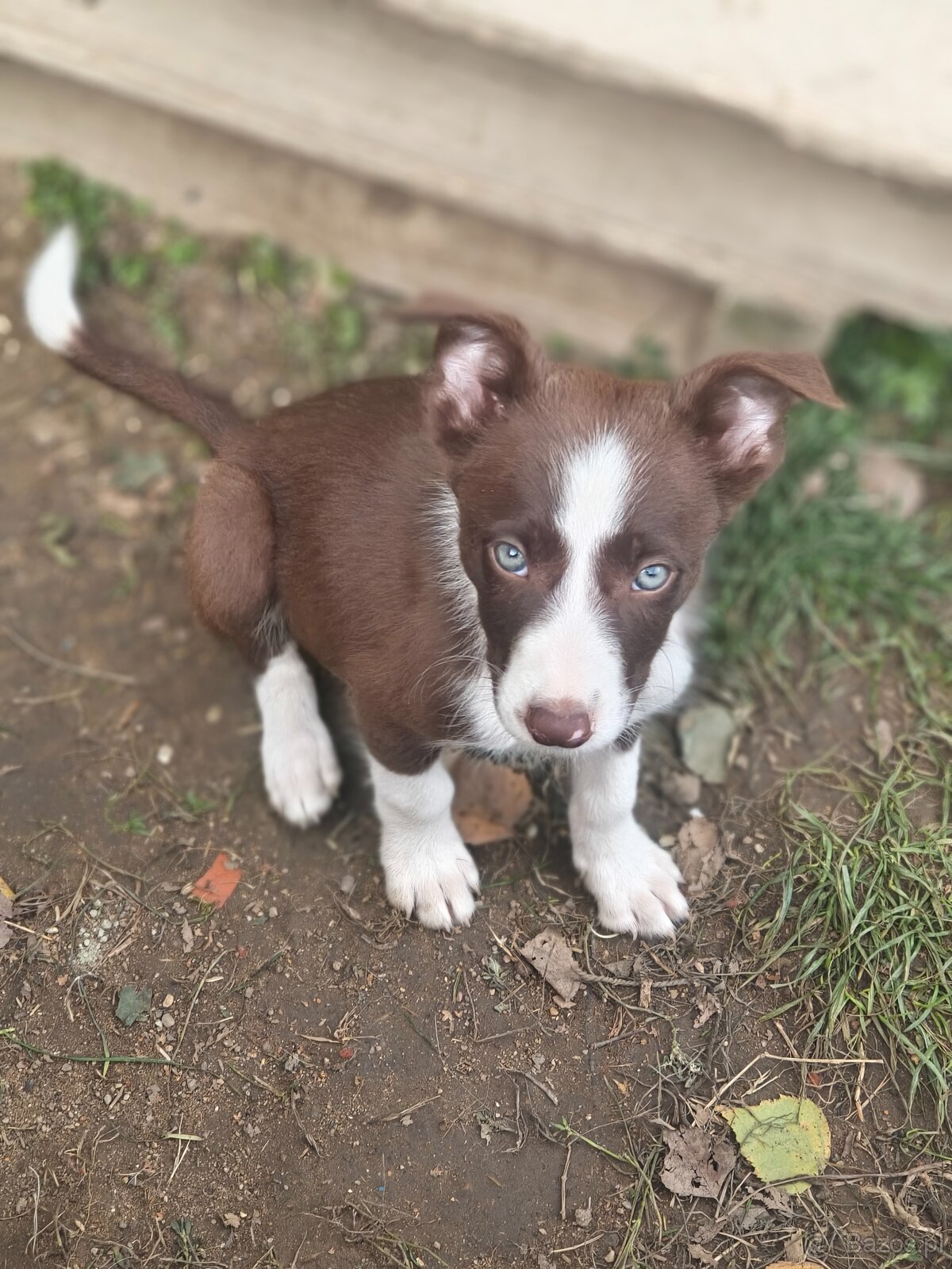 Border collie