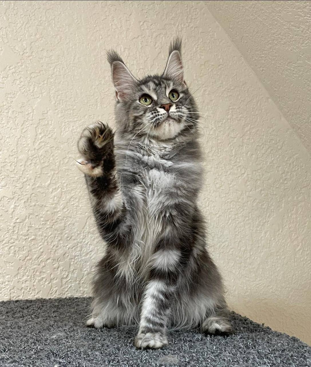 Piękne kocięta Maine Coon