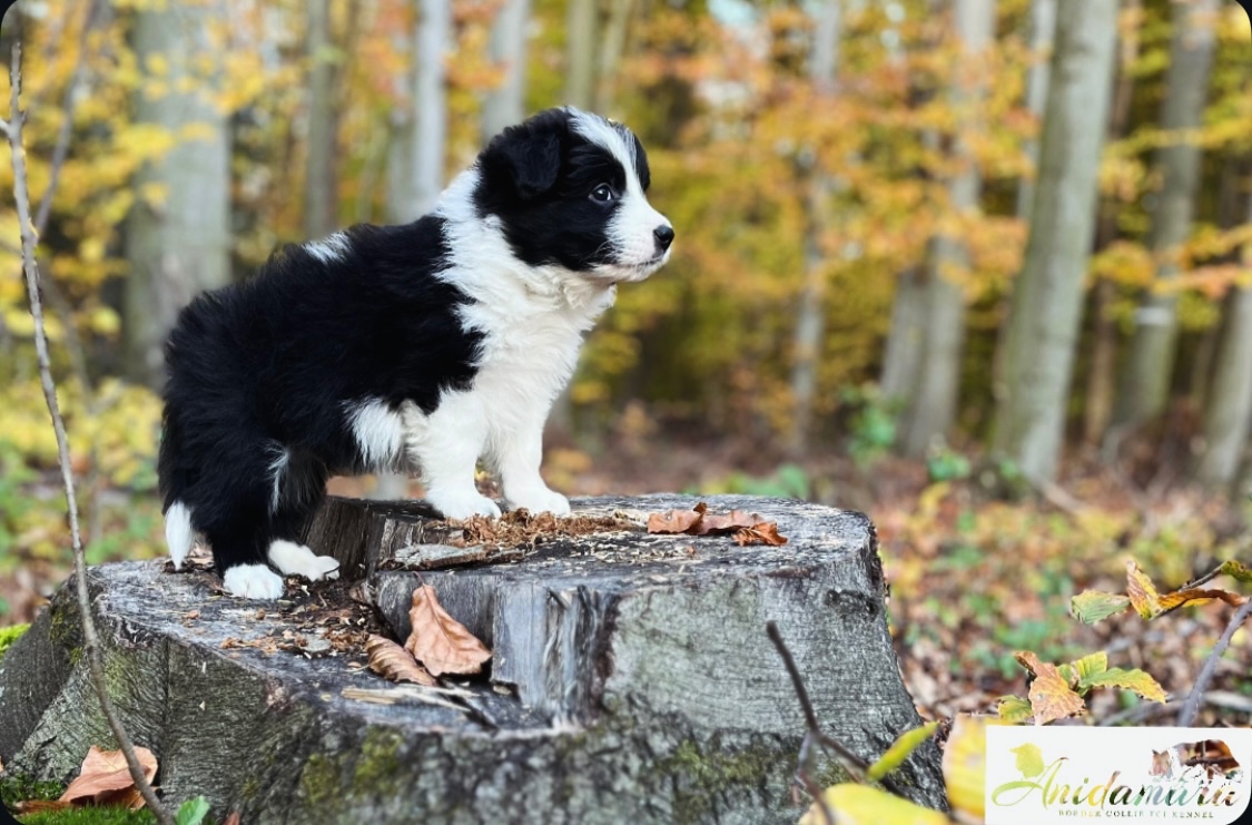 Border collie szczenięta hodowla Anidamara FCI