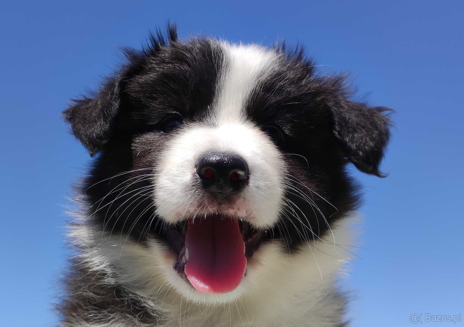 Piękny Rasowy Pies Border Collie - Szczeniak z pełną dok. z