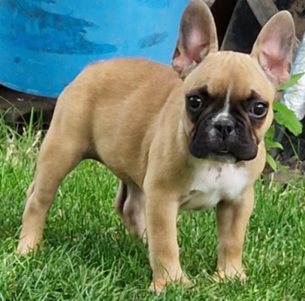 Buldog francuski - 2 suczki