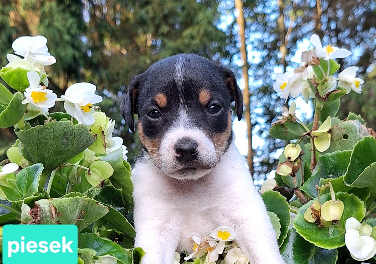 Parson Russell Terrier ZKwP FCI