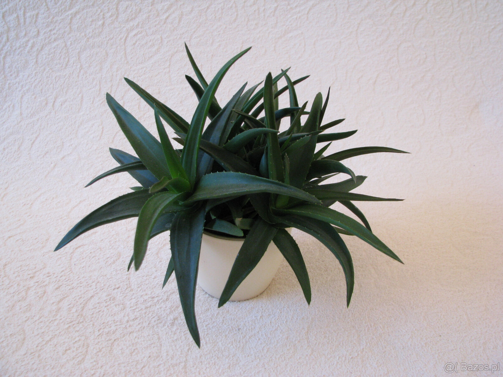 Aloes – piękna, zdrowa roślinka o właściwościach leczniczych