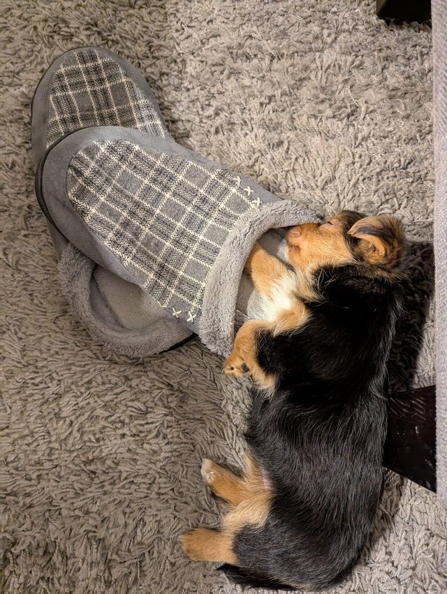 Doskonałe szczeniaki Yorkshire Terrier
