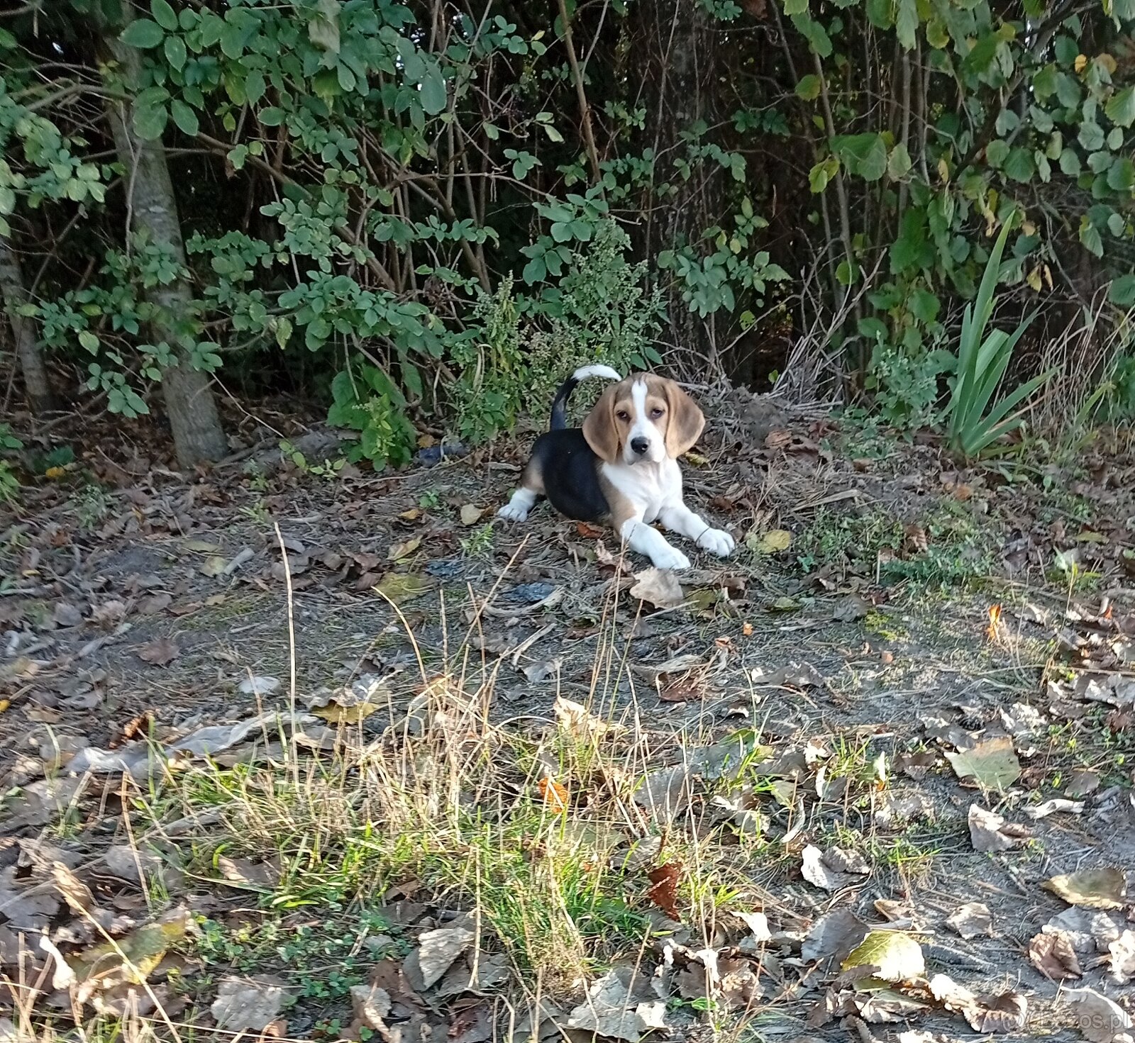 Beagle szczenięta