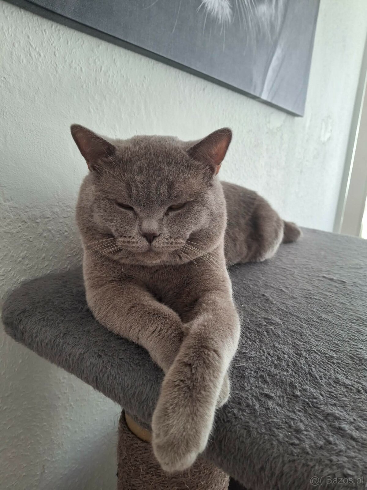 Kocur Brytyjski reproduktor ,Krycie