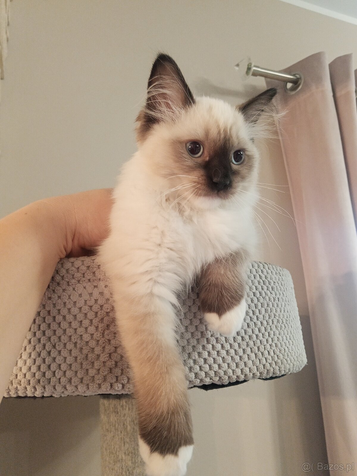Kocurek Ragdoll LATTE FPL
