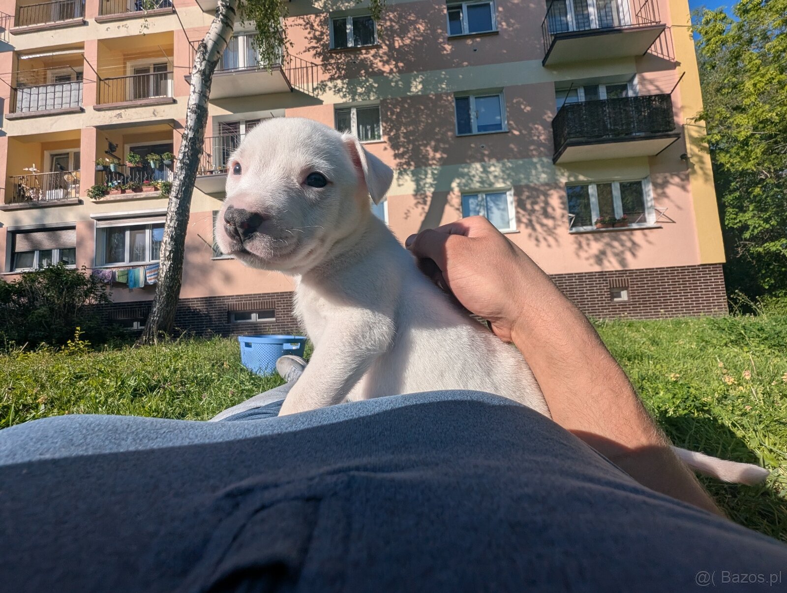 Szczeniaczki Amstaff