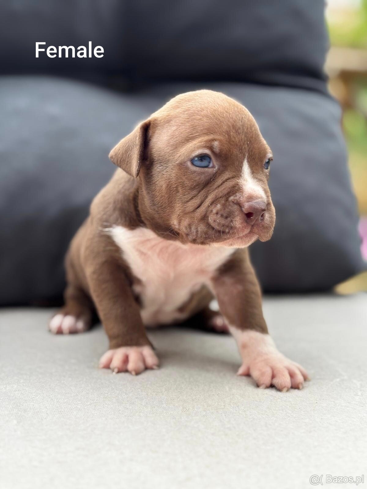 American Bully Pocket