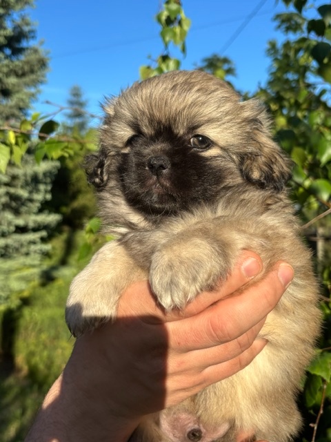 Spaniel tybetański ZKwP FCI pieski i suczka