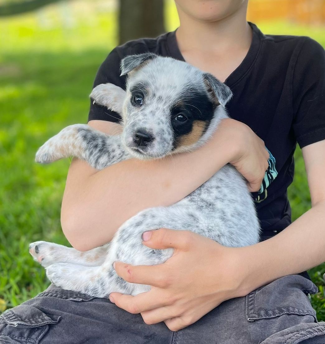 Australijski pies do bydła  - Blue Heeler