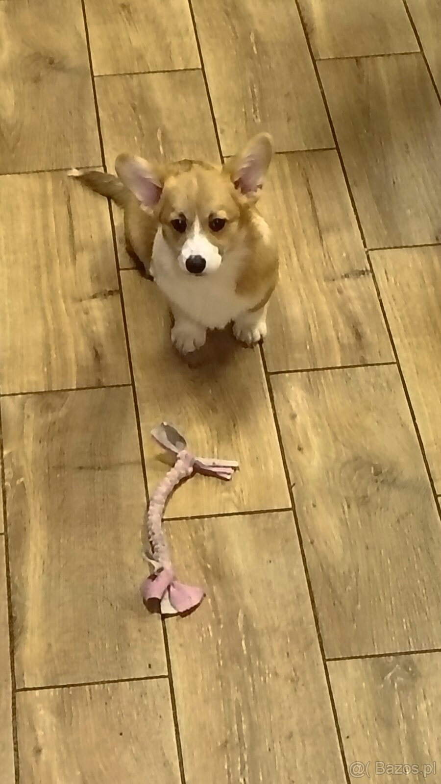 Welsh Corgi Pembroke FCI