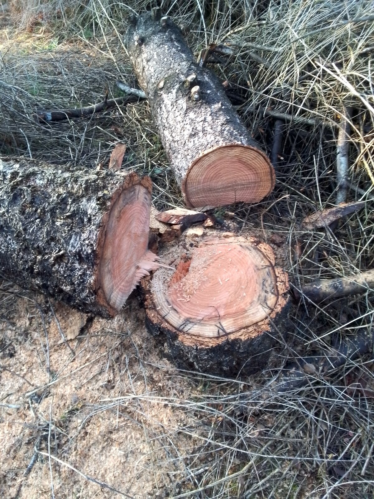 Kłody wiśni daglezji 10 sztuk sprzedam
