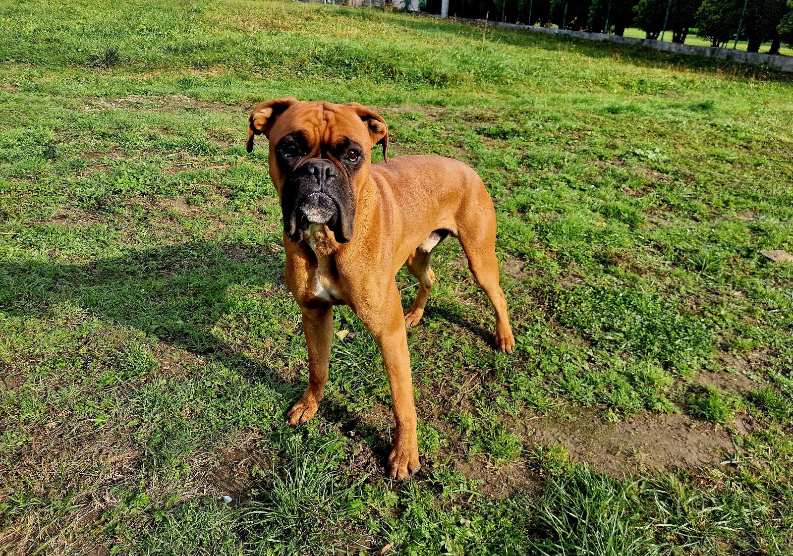 Roczny boxer uwielbia dzieci rasowy