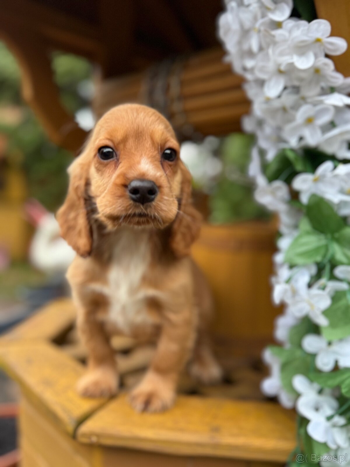 Piękna złota sunia Cocker Spaniel Angielski z rodowodem