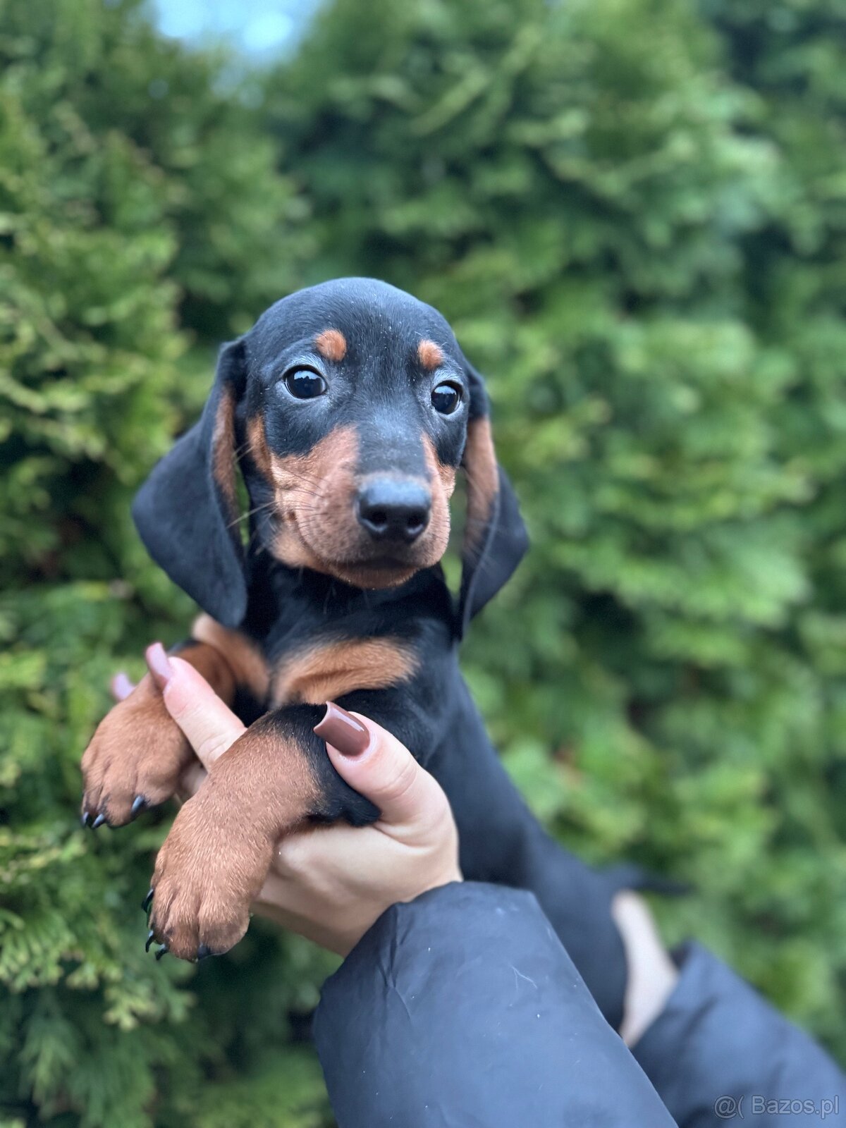 Piękny piesek jamnik standard z rodowodem