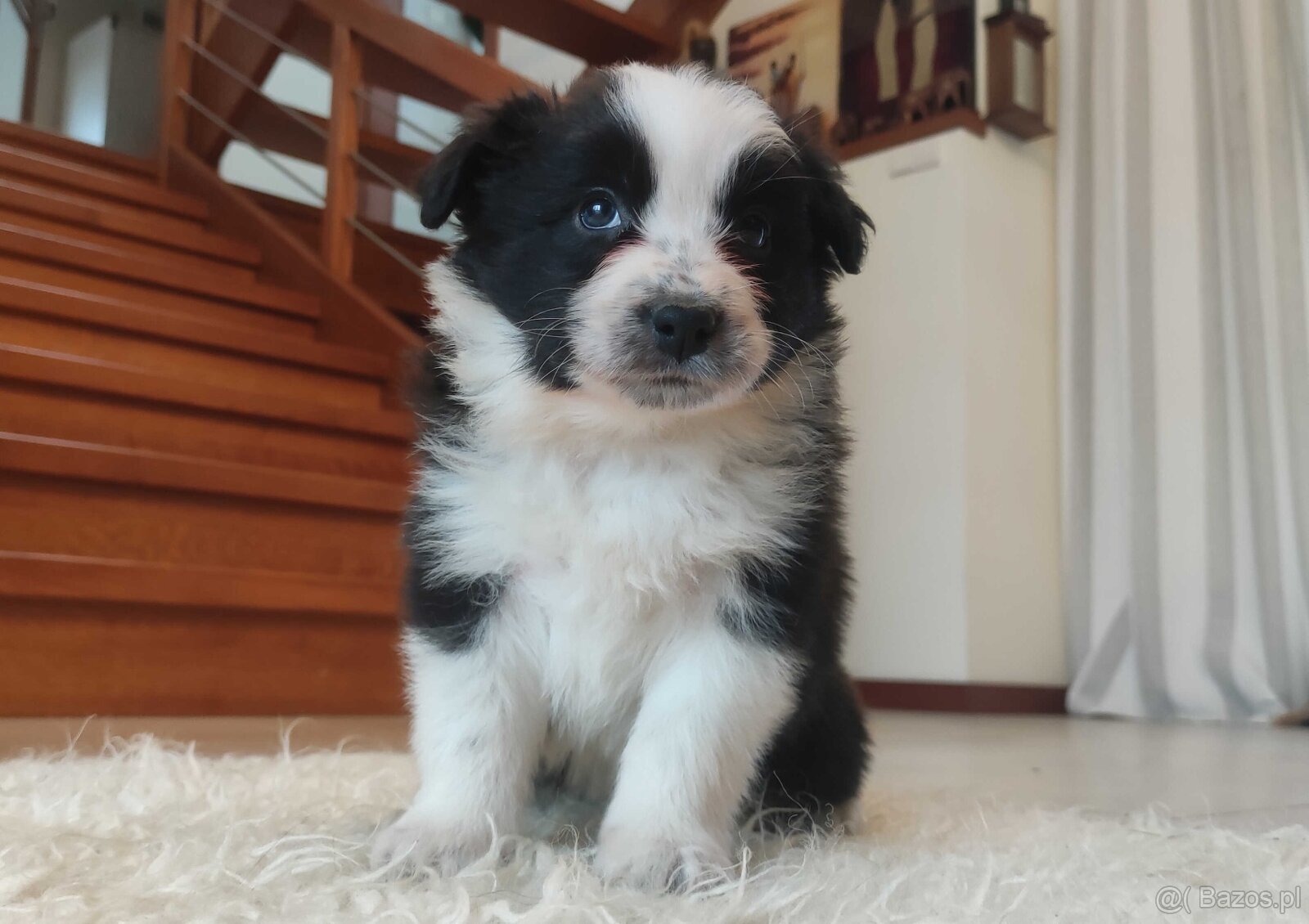 Rasowa suczka BORDER COLLIE z Hodowli - pełną dok. przebadan