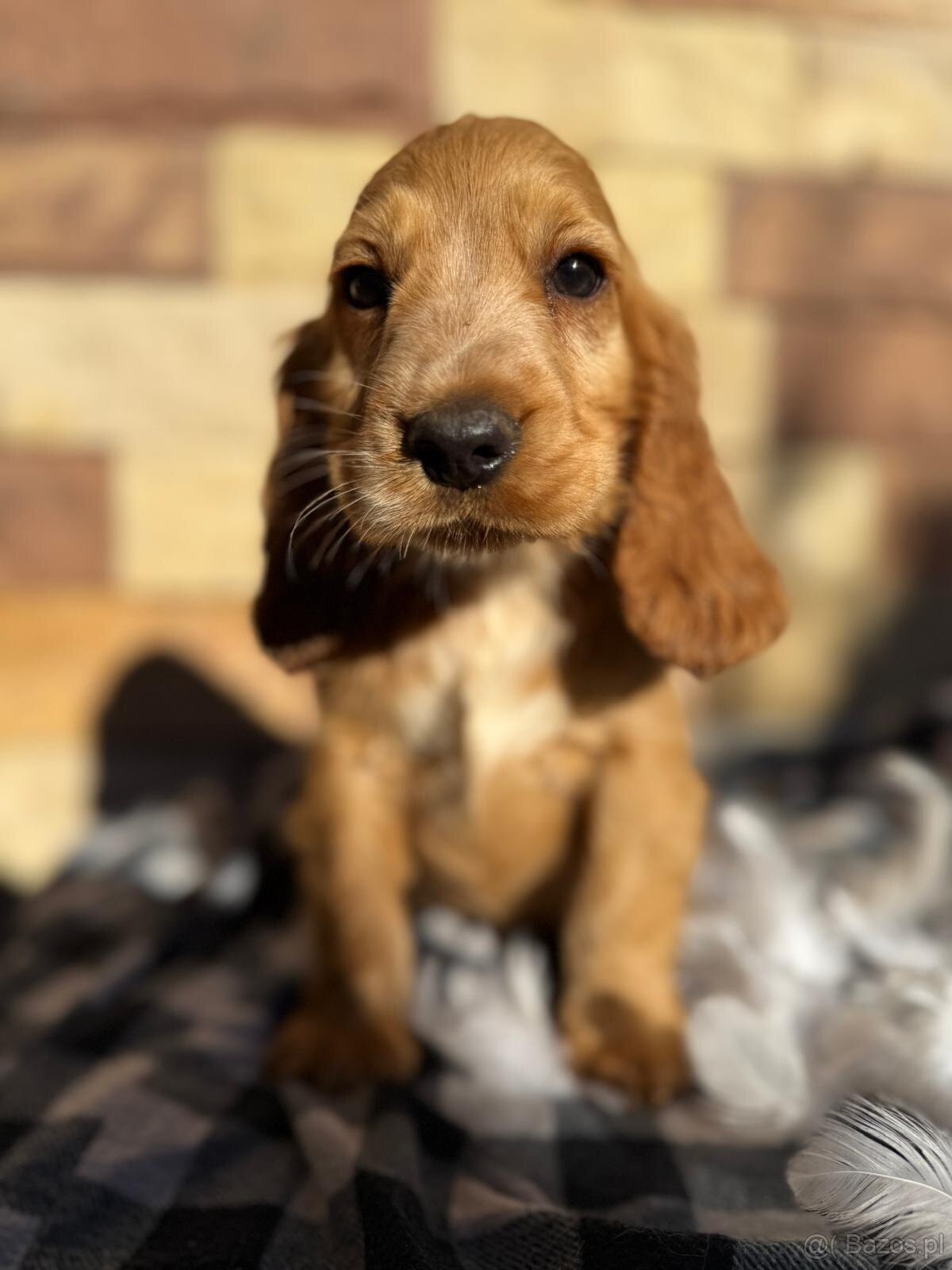 Śliczny piesek Cocker Spaniel Angielski złoty rodowód