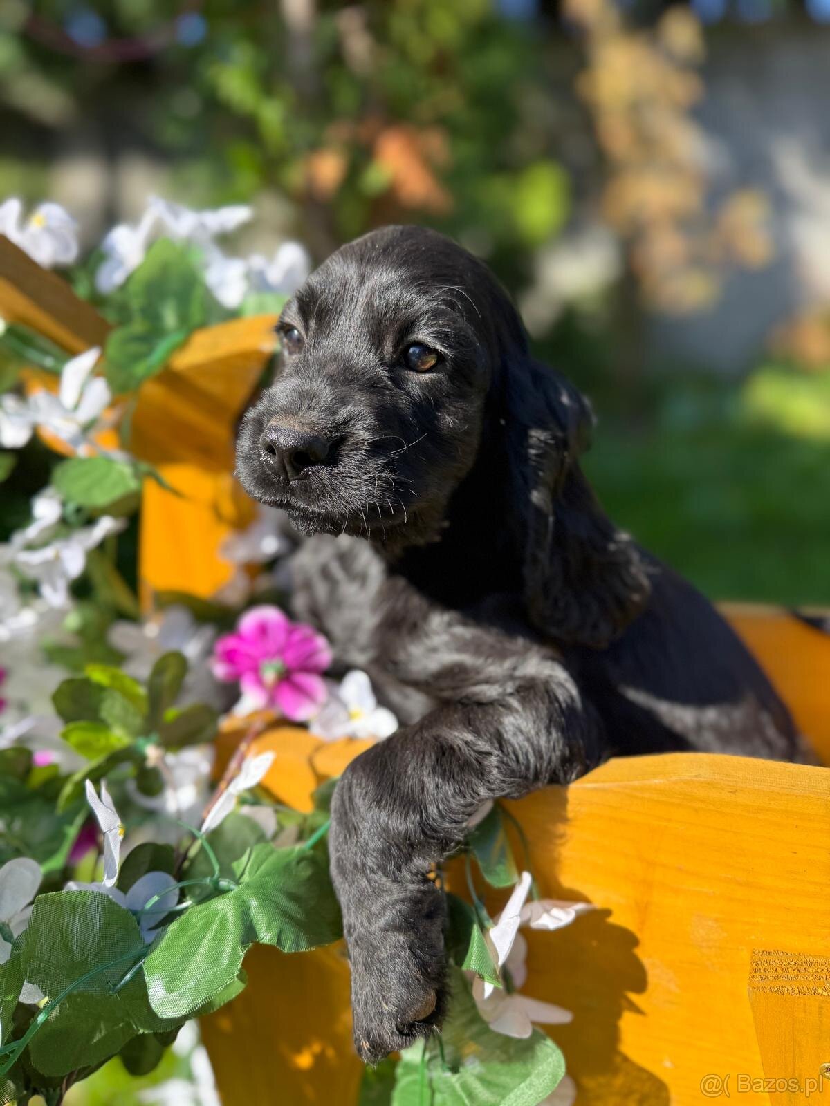 Piękna czarna sunia Cocker Spaniel Angielski z rodowodem