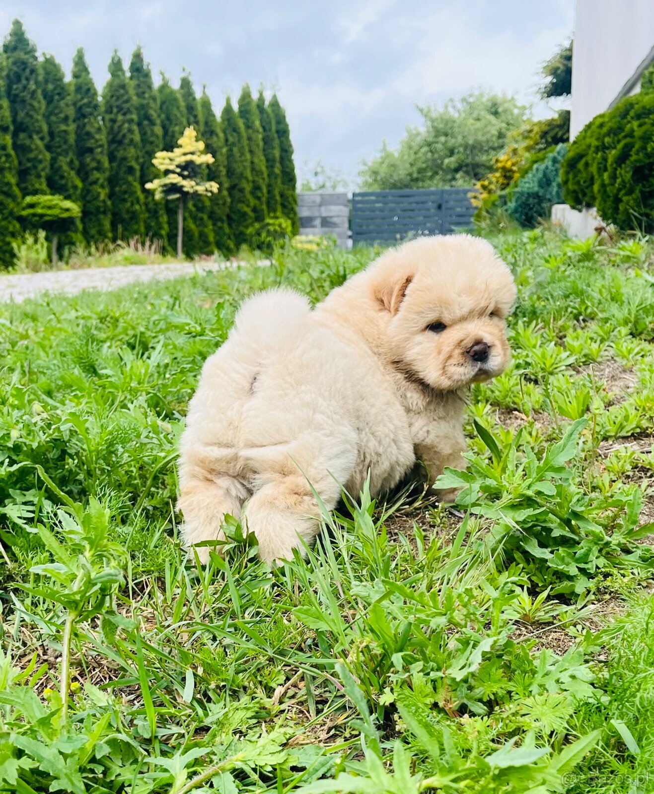 Chow Chow