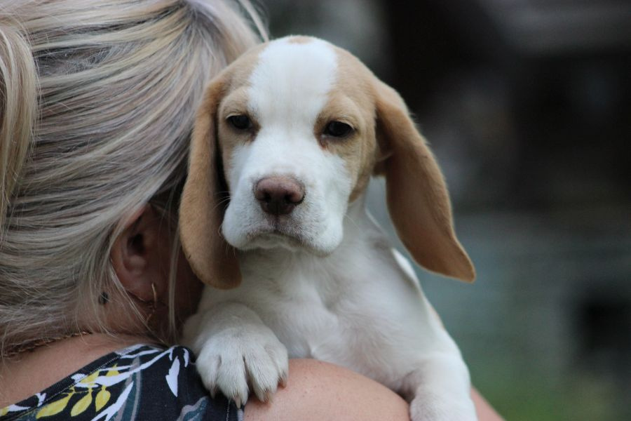 Szczeniaczek Beagle piesek po Championie Polski ZKwP