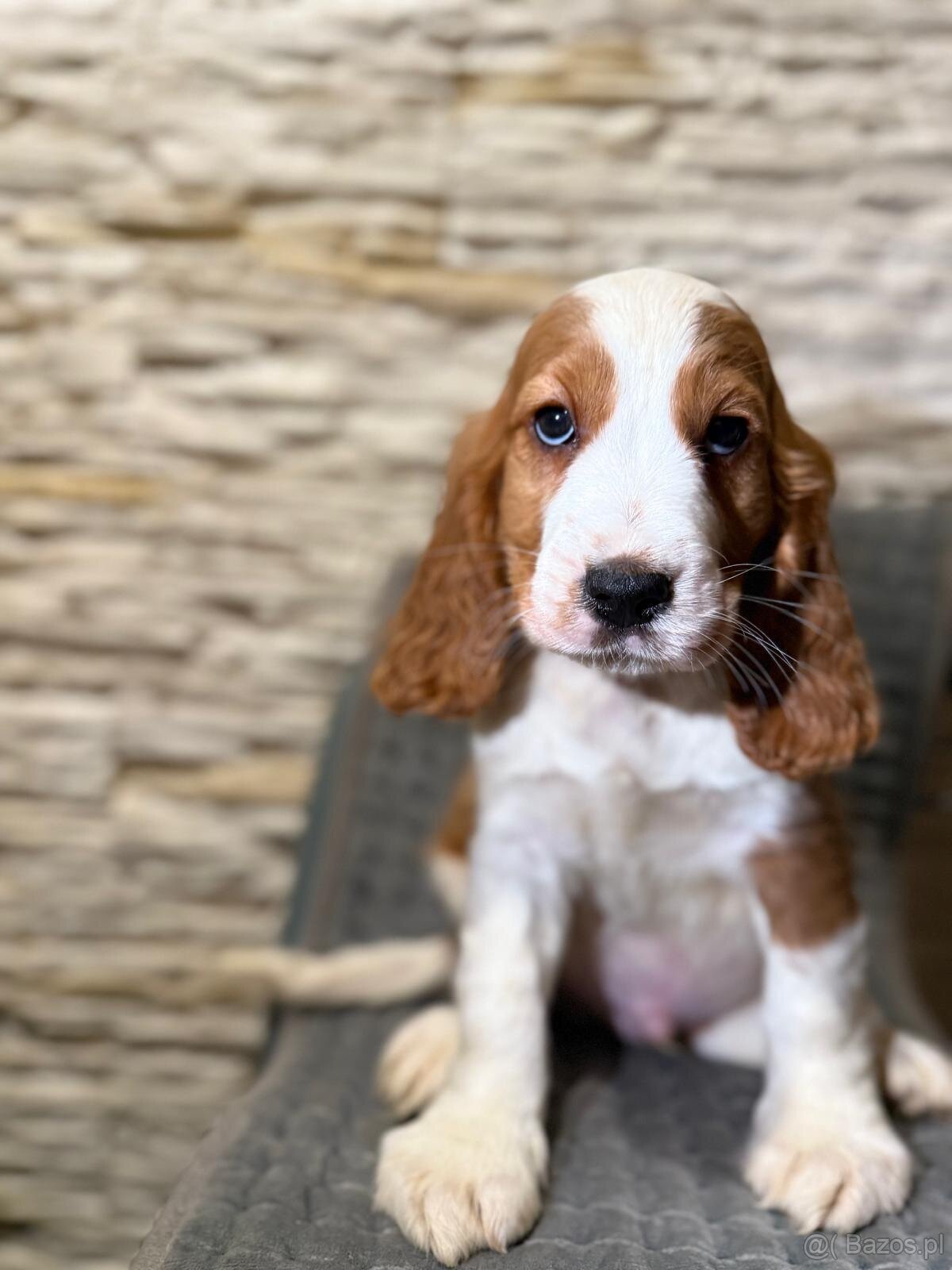 Wyjątkowy piesek Cocker Spaniel Angielski z rodowodem