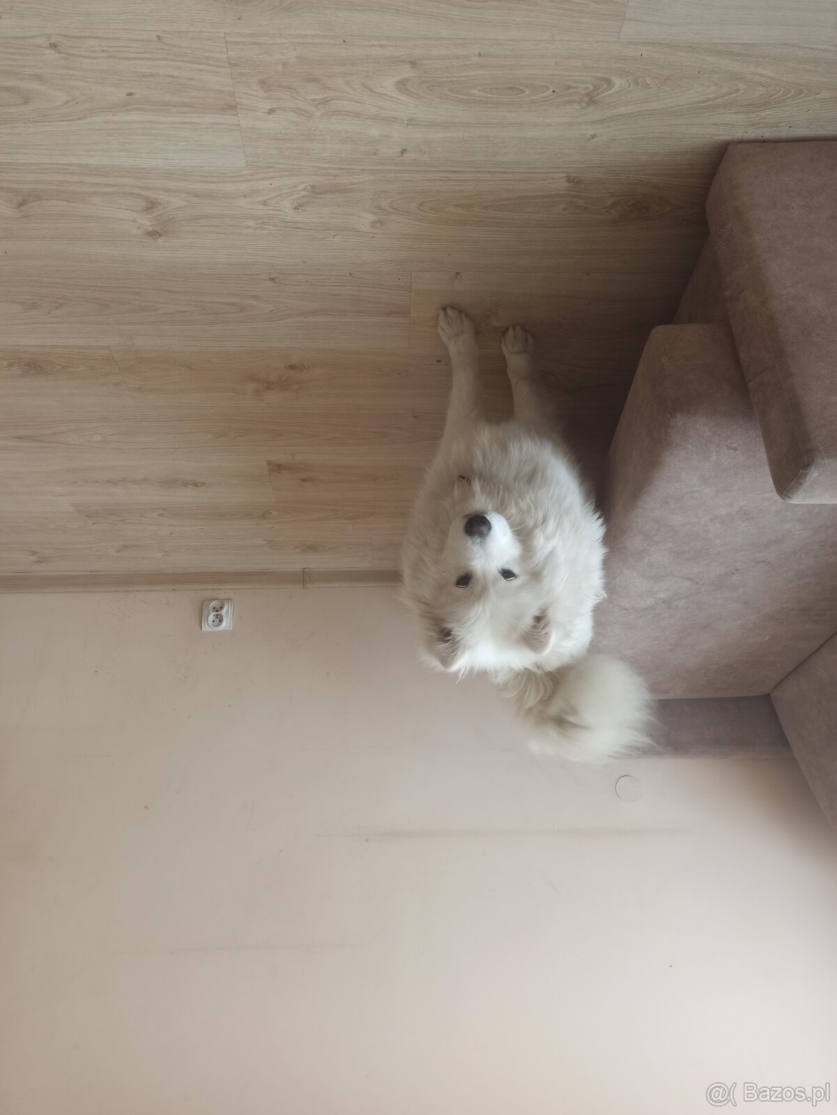 Sprzedam samojeda