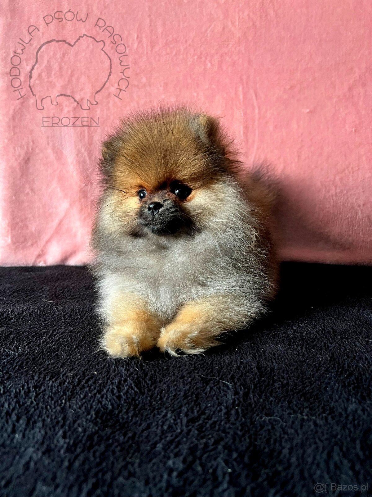 Szpic Miniaturowy, Pomeranian