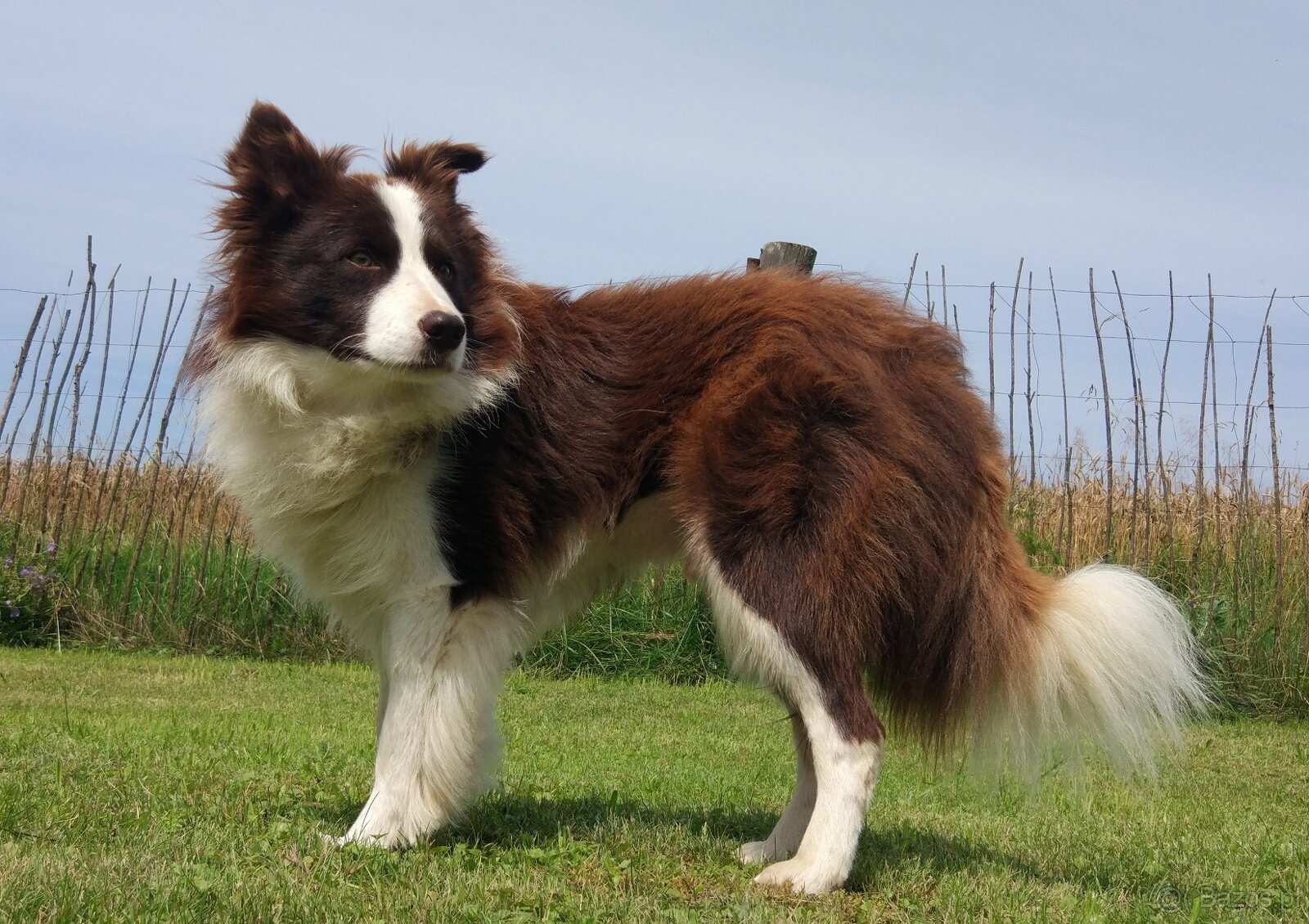 Reproduktor - Krycie - Border Collie