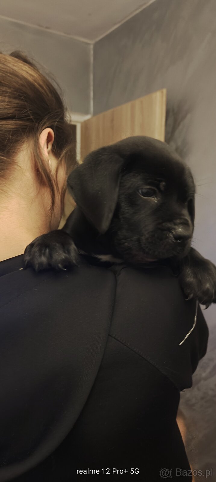 Cane Corso Italiano Miot A