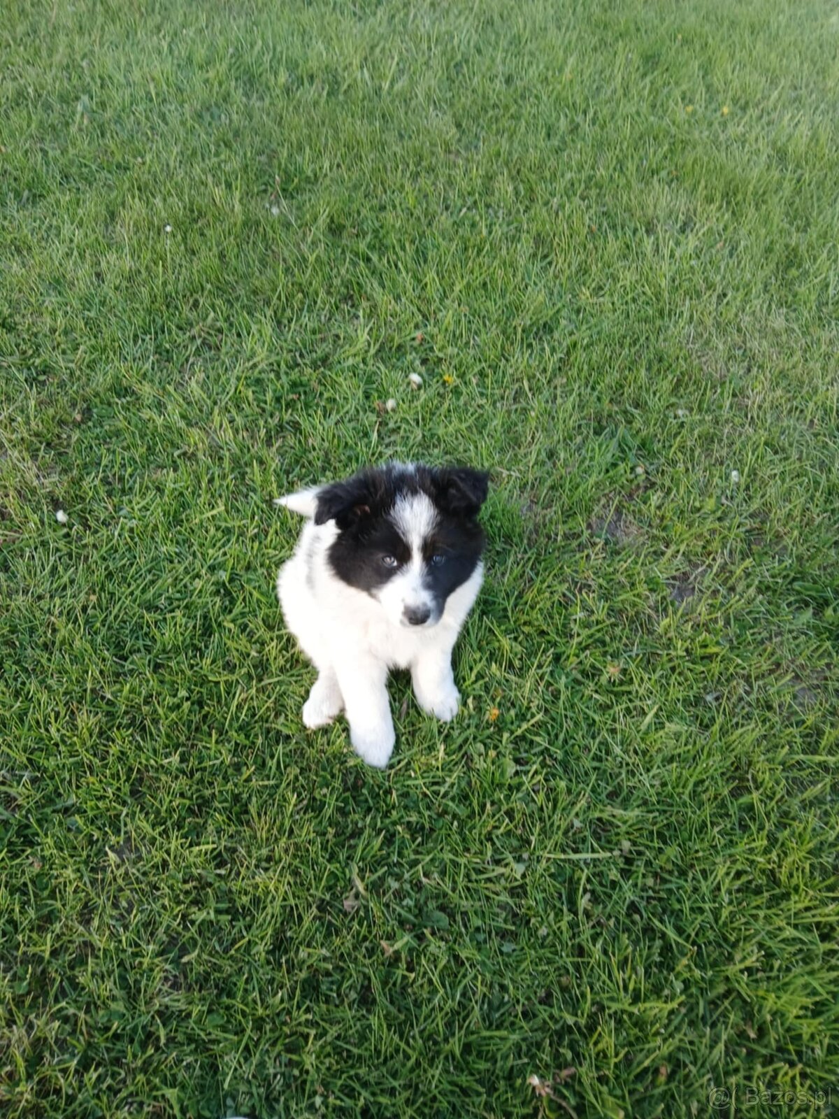 Border Collie