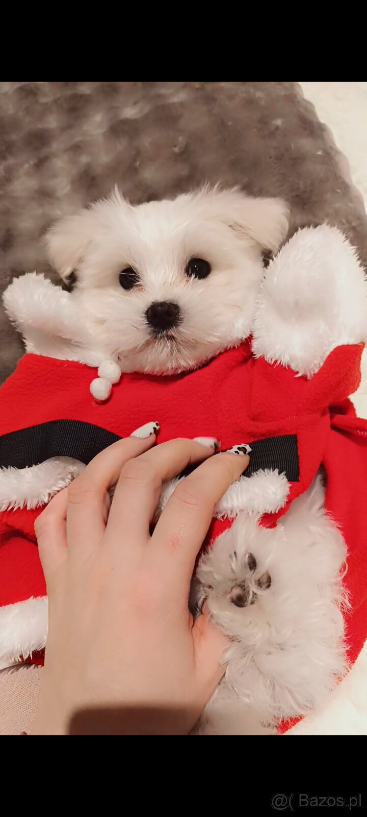 Maltańczyk szczeniak