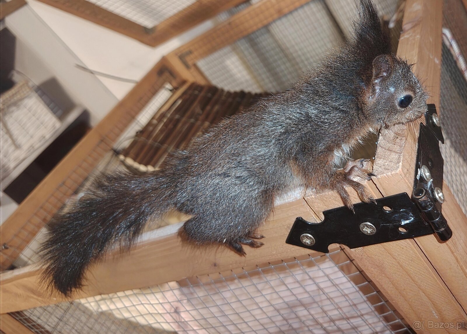 Sciurus vulgaris Wiewiórka ruda