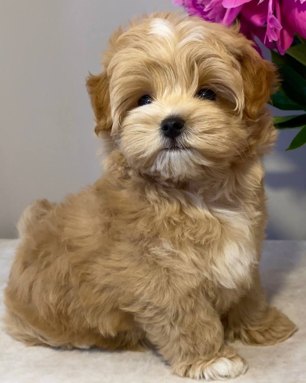 Puszyste szczenięta rasy Maltipoo